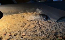 Tortoise reptiles for sale: Male tortoise  - Image 1
