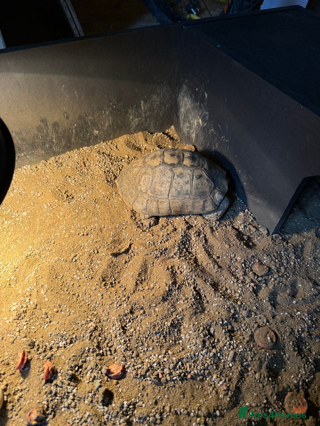 Tortoise reptiles for sale: Male tortoise  - Image 1