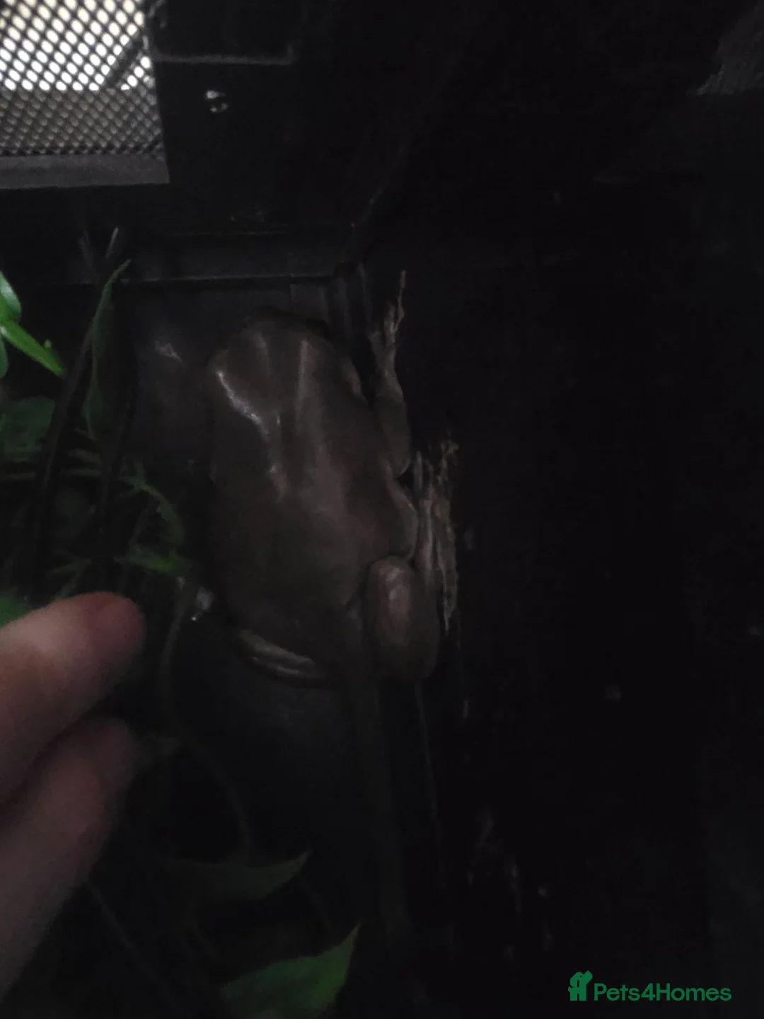 Frog reptiles for sale: Whites tree frogs x 3 and full set up - Advert 15
