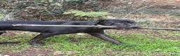 Mixed Breed dogs for stud: Rottiecorso stud  - Advert 4