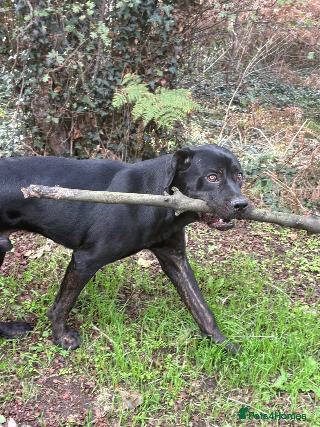 Mixed Breed dogs for stud: Rottiecorso stud  - Advert 4