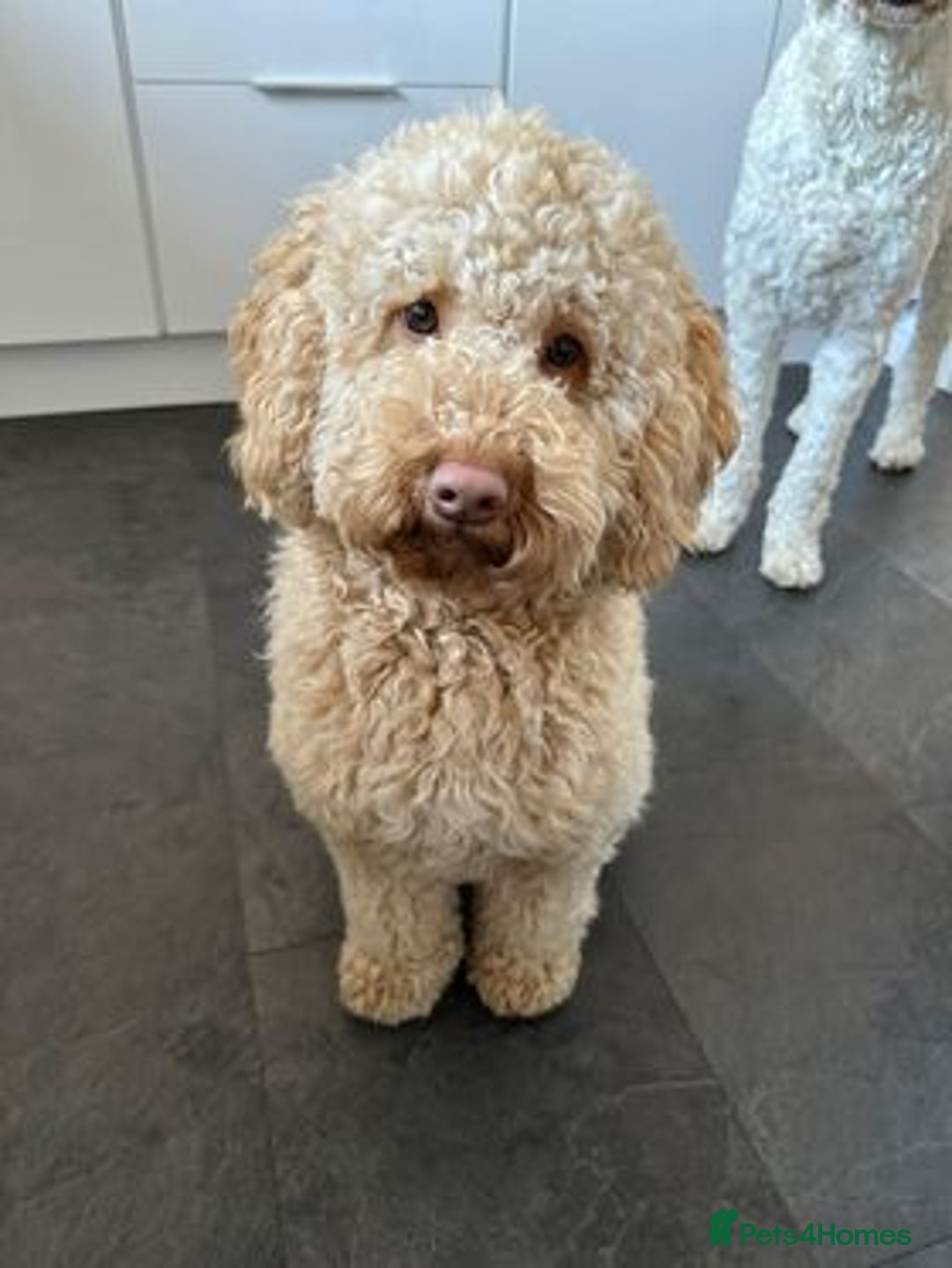 Australian Labradoodle dogs for sale: Australian Labradoodle Puppies - Advert 1