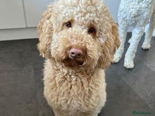 Australian Labradoodle dogs Australian Labradoodle Puppies - Advert 2