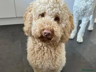 Australian Labradoodle dogs Australian Labradoodle Puppies - Advert 4