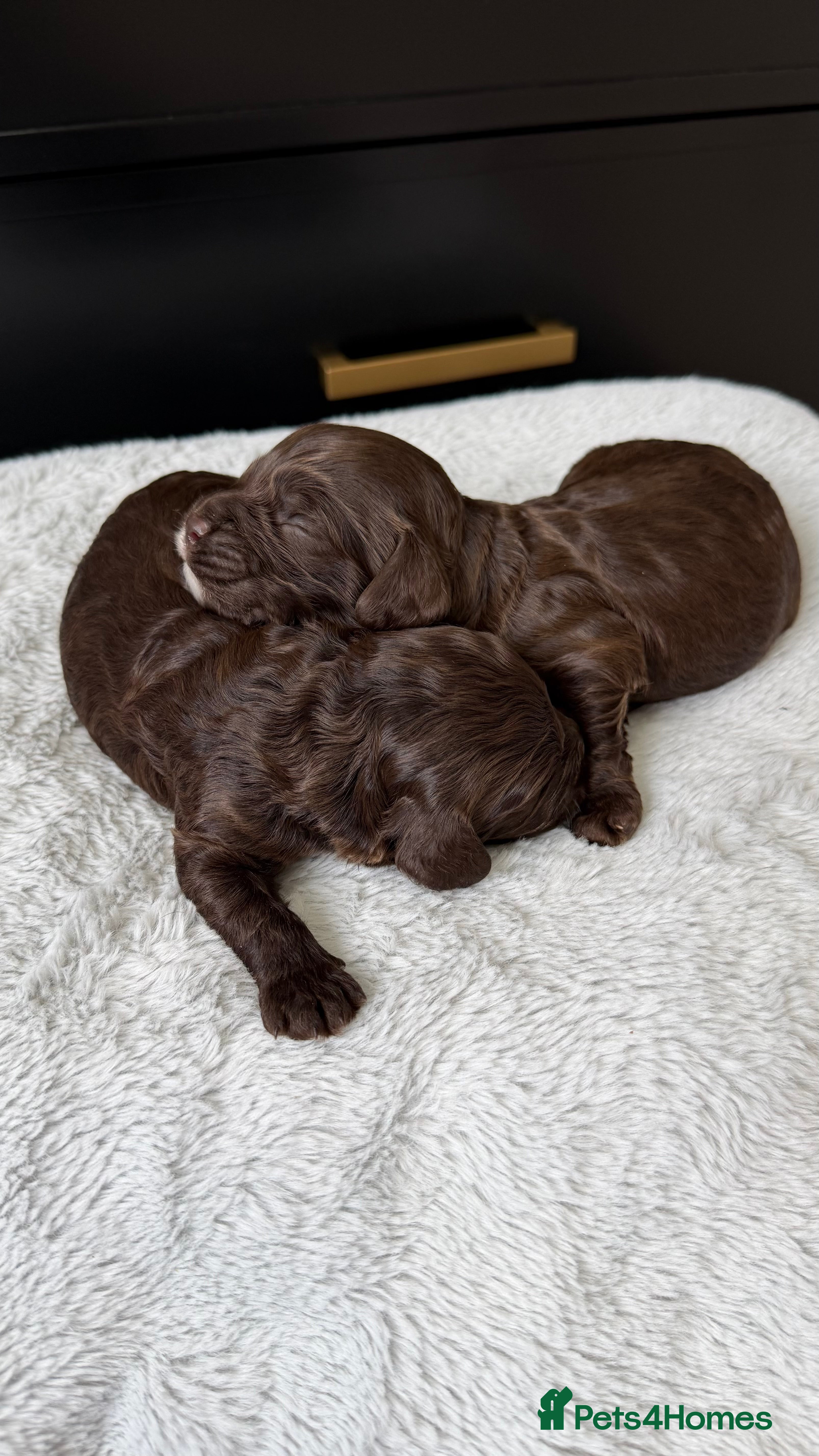 Cavapoo dogs Amazing quality Chocolate Cavapoos  - Advert 17