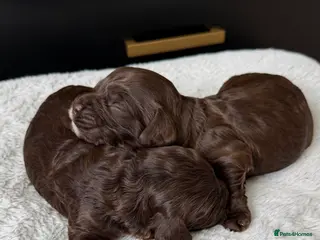 Cavapoo dogs Amazing quality Chocolate Cavapoos - Advert 17