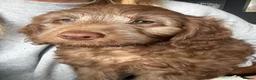 Cockapoo dogs for sale: Chocolate/Silver beige Multigen puppies - Advert 6
