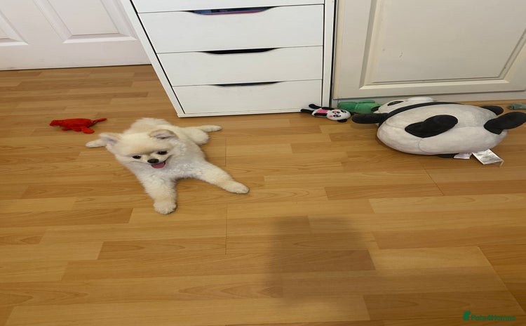 Pomeranian dogs - Advert 5