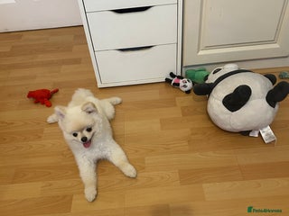 Pomeranian dogs - Advert 17