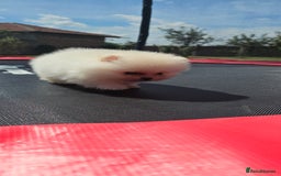 Pomeranian dogs for sale: Adorable Pomeranian Boy Puppy for Sale! - Image 7