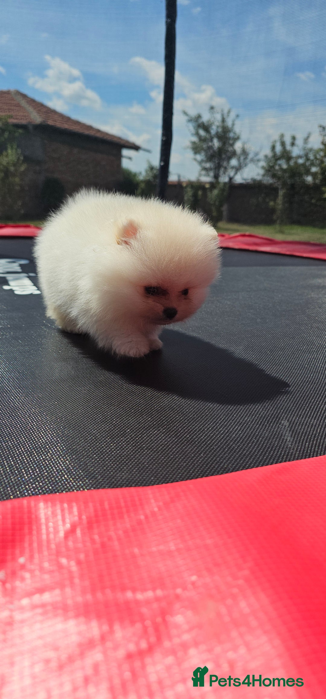 Pomeranian dogs for sale: Adorable Pomeranian Boy Puppy for Sale! - Image 7