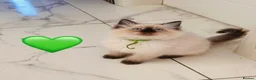 Ragdoll cats for sale: 🩷💕💝Stunning GCCF Registered Ragdoll Kittens😻😻 - Advert 15