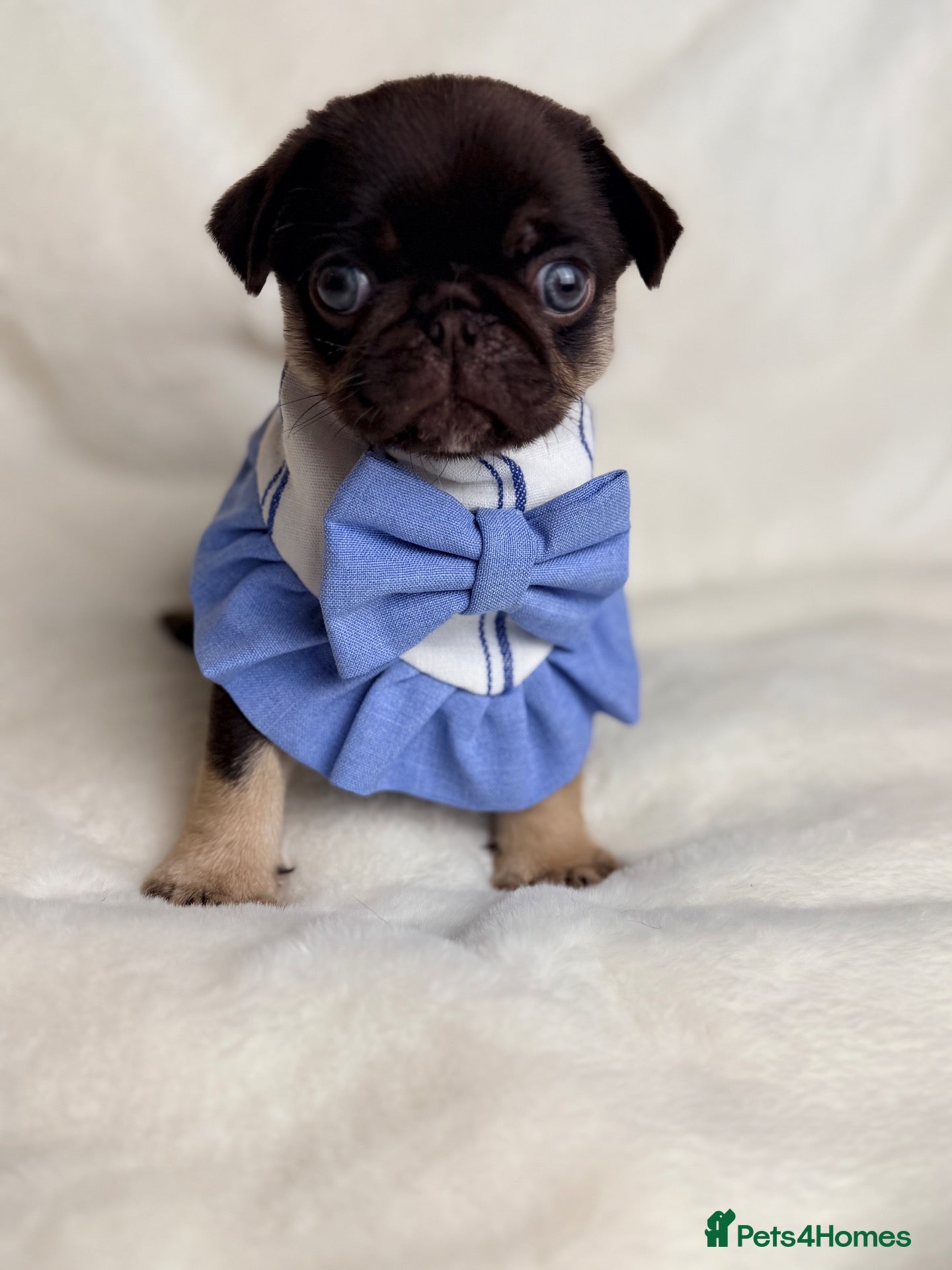 Pug dogs Last boy chocolate tan health tested  - Advert 1