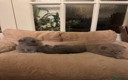 British Shorthair cats for sale: British short hair kittens  - Image 7