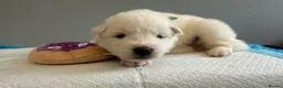 Samoyed dogs for sale: 5 stunning Samoyed in Warrington - Advert 7