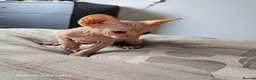 Sphynx cats for sale: Sphynx  in Southampton - Advert 12