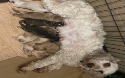 Cockapoo dogs for sale: ⭐️⭐️7 gorgeous toy cockapoo pups F1b ⭐️⭐️🧸 - Image 15