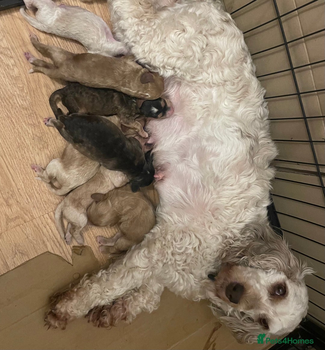 Cockapoo dogs for sale: ⭐️⭐️7 gorgeous toy cockapoo pups F1b ⭐️⭐️🧸 - Image 15