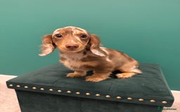 Miniature Dachshund dogs for sale: Miniature smooth haired dachshund  - Image 8