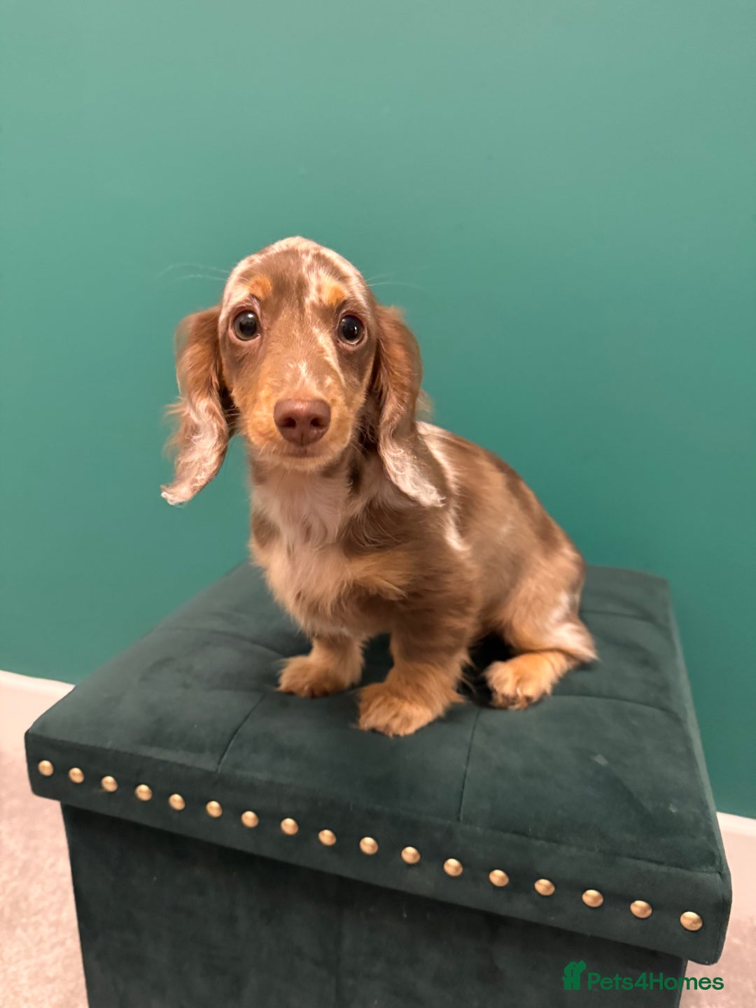 Miniature Dachshund dogs for sale: Miniature smooth haired dachshund  - Image 8