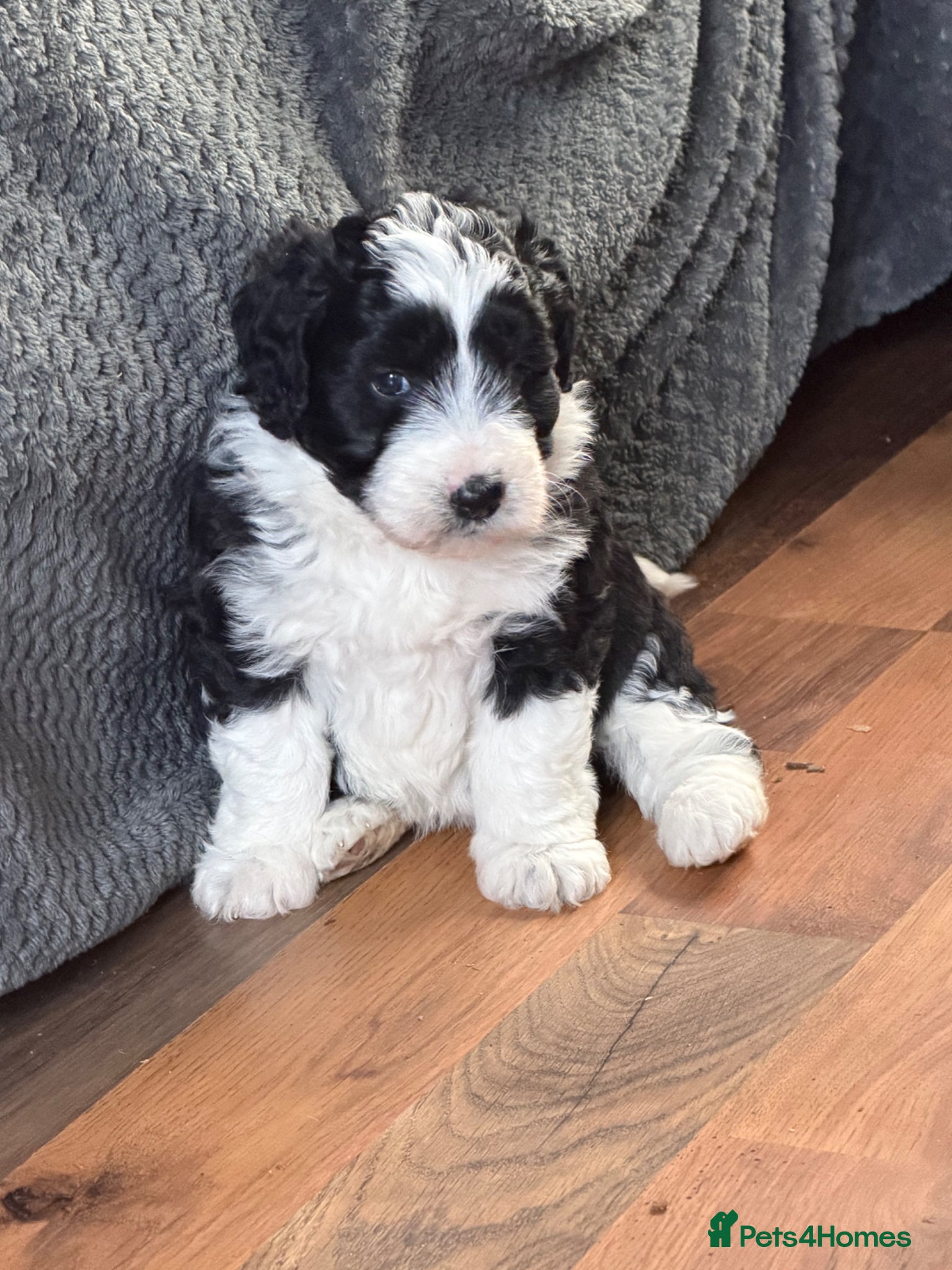 Bordoodle dogs Gorgeous F1 mini colliepoo/borderdoodle puppy’s  - Advert 1