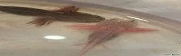 Axolotl reptiles for sale: Baby axolotl for sale  - Advert 3