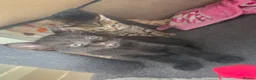 Mixed Breed cats for sale: Beautiful kittens  - Advert 22