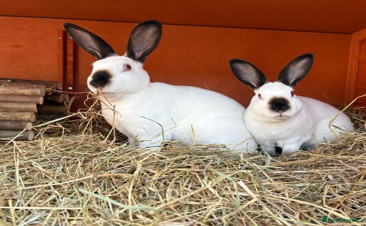 Rex rabbits - Advert 7