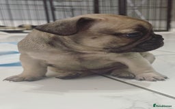 French Bulldog dogs for sale: French bulldog  - Image 22
