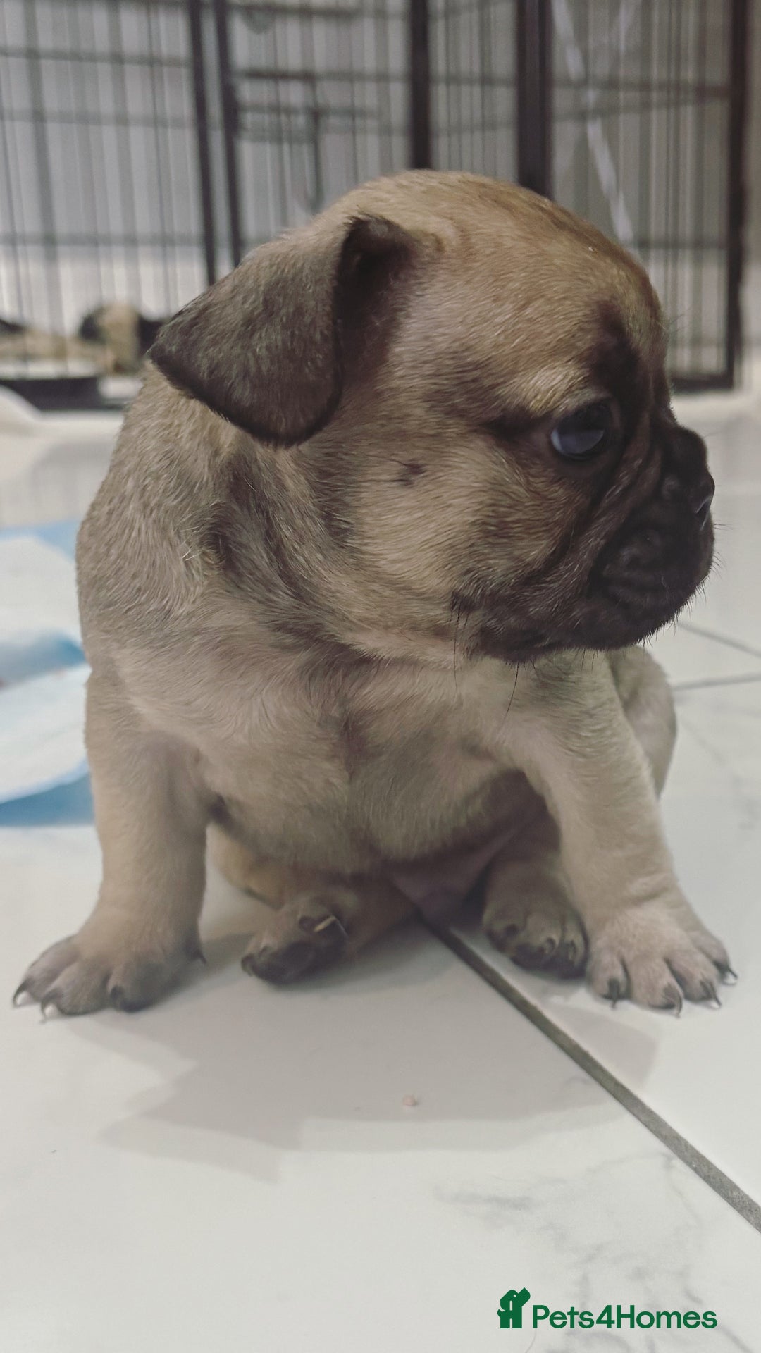 French Bulldog dogs for sale: French bulldog  - Image 22