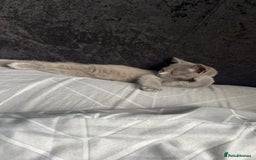 British Shorthair cats for sale: Pedigree male British shorthair  - Image 5