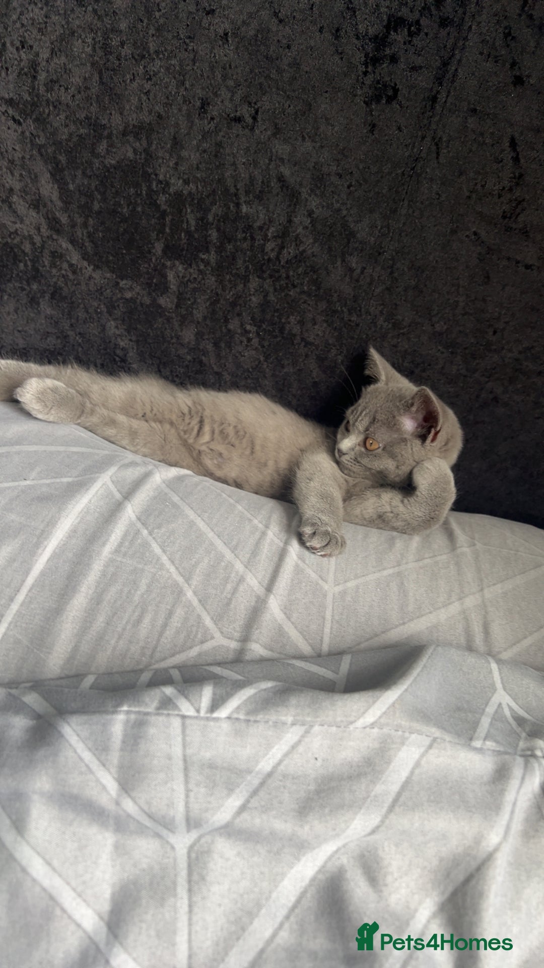 British Shorthair cats for sale: Pedigree male British shorthair  - Image 5