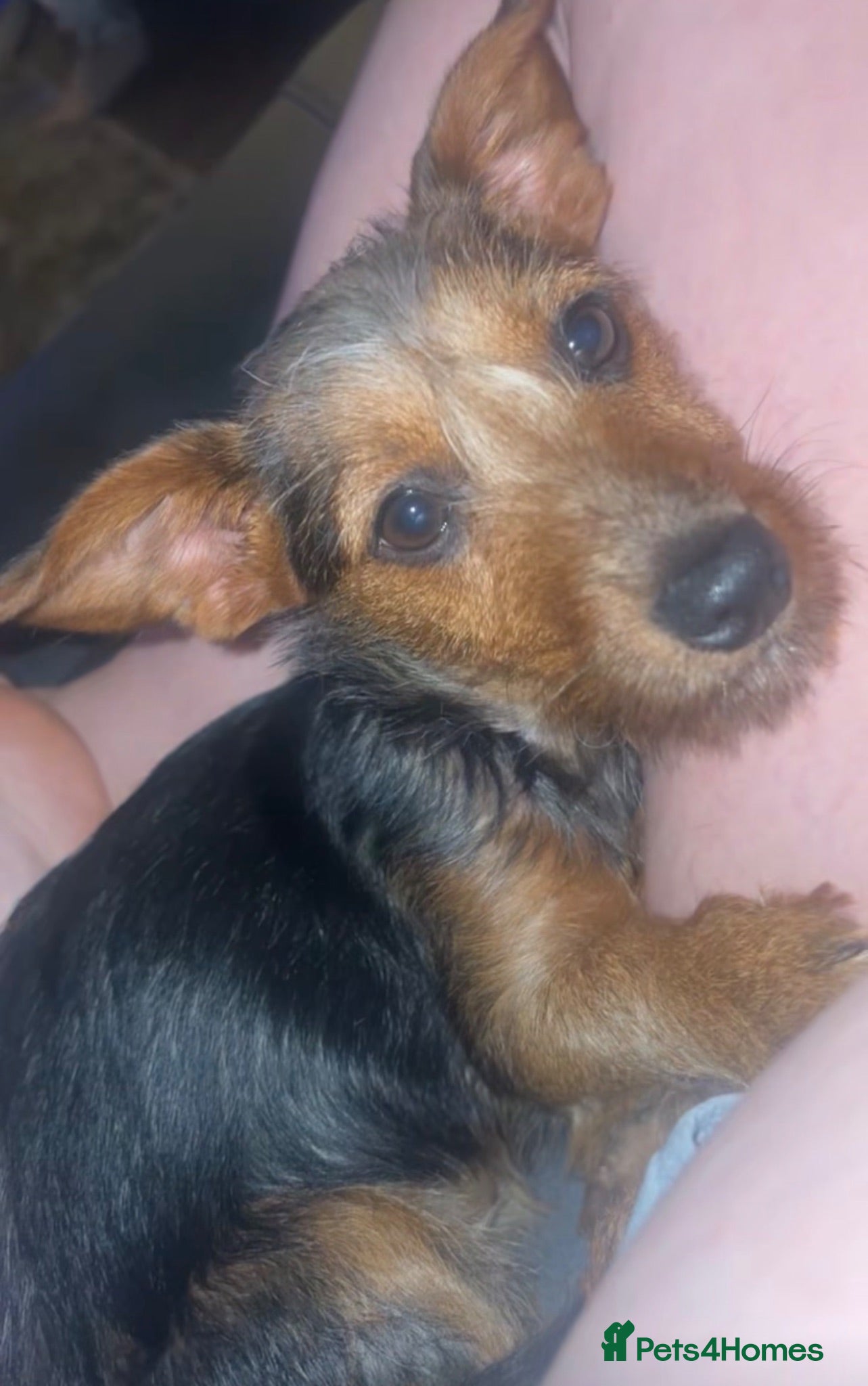 Mixed Breed dogs Dachshund/ yorkie  - Advert 2
