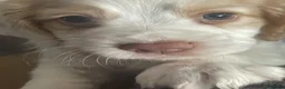 Cocker Spaniel dogs for sale: Red and Lemon & White Working Cocker Spaniels - Advert 18