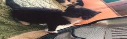 Mixed Breed cats for sale: Beautiful long haired kittens - Advert 9
