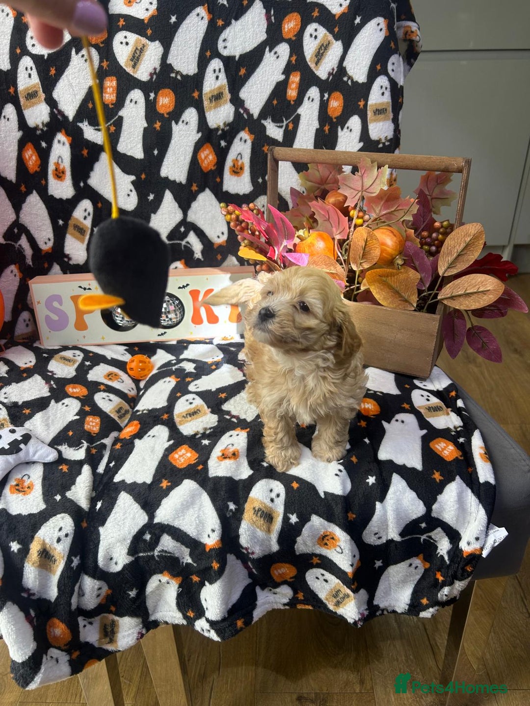 Maltipoo dogs for sale: F1 health tested toy (Asian) maltipoos🩷🩷 - Image 9