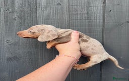 Dachshund dogs for sale: KC Registered Miniature Dachshunds - Image 6