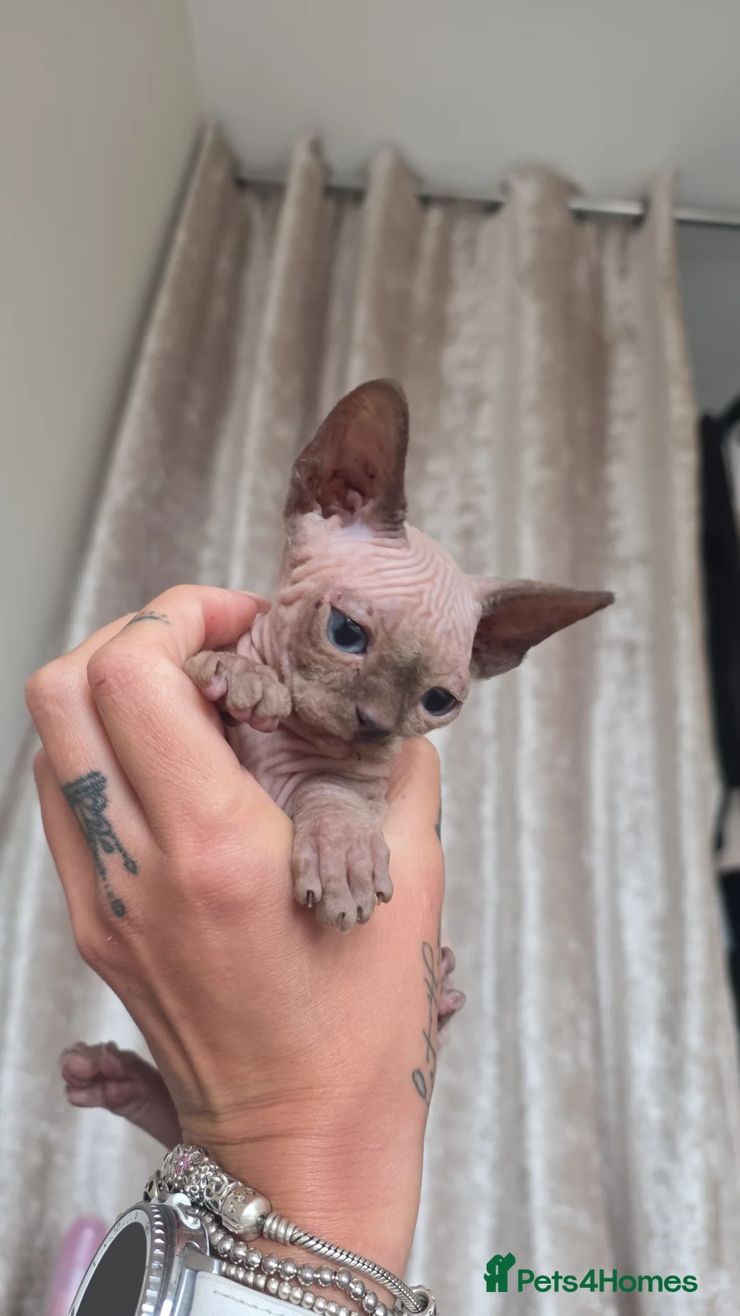 Sphynx cats for sale: Stunning Male Sphynx Kittens. Ready now! in Telford - Advert 2