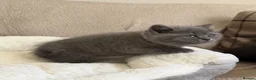 British Shorthair cats for sale: GCCF Blue BSH chunky champion lines - Advert 16