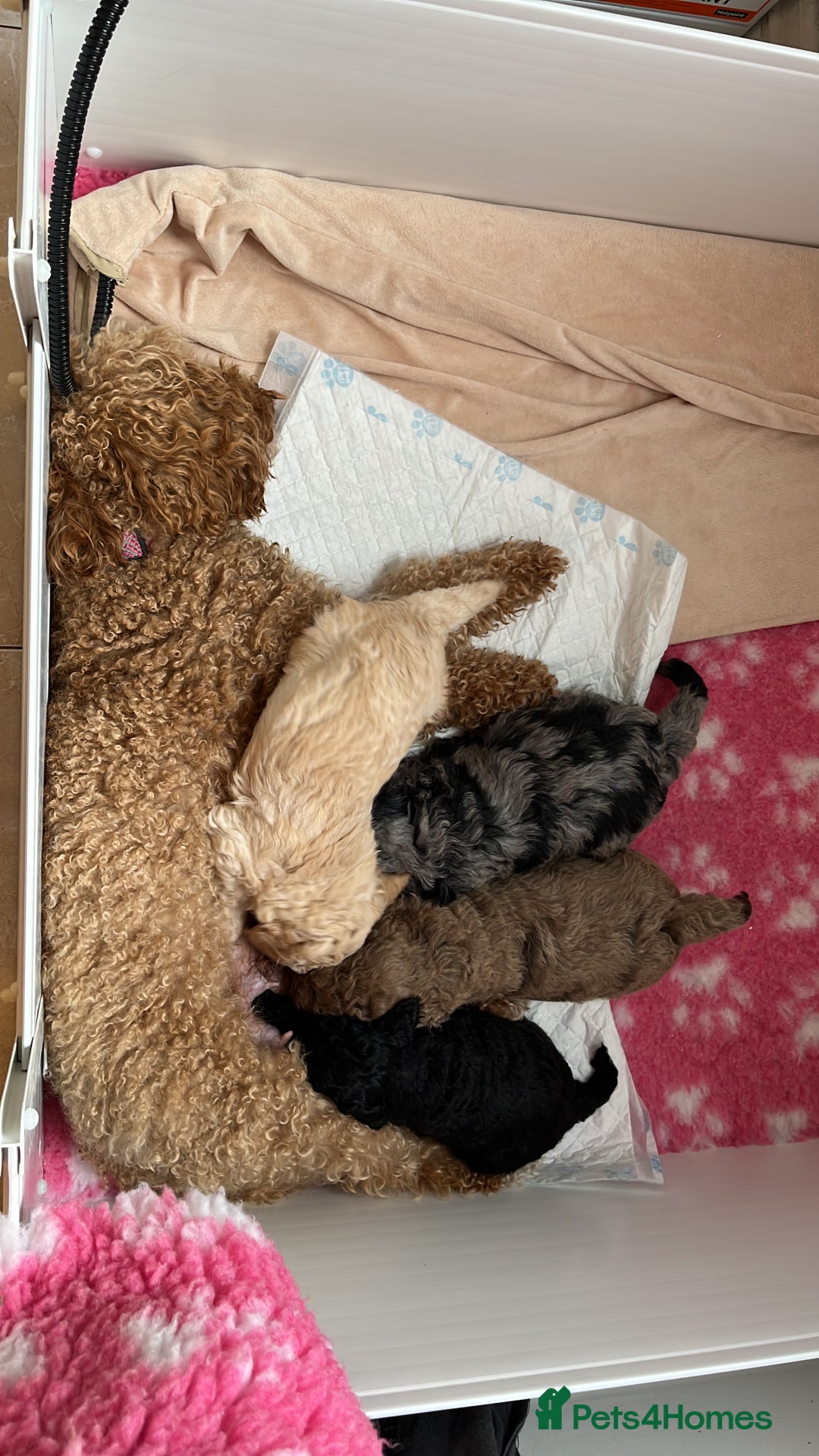 Cockapoo dogs for sale: Stunning health tested F1b cockerpoo puppies - Advert 16