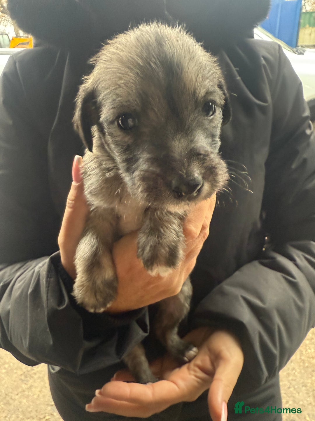 Whippet dogs for sale: Bedlington whippet puppies  - Advert 13