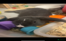 Siberian rabbits for sale: Rabbit (Benjamin) - Image 2
