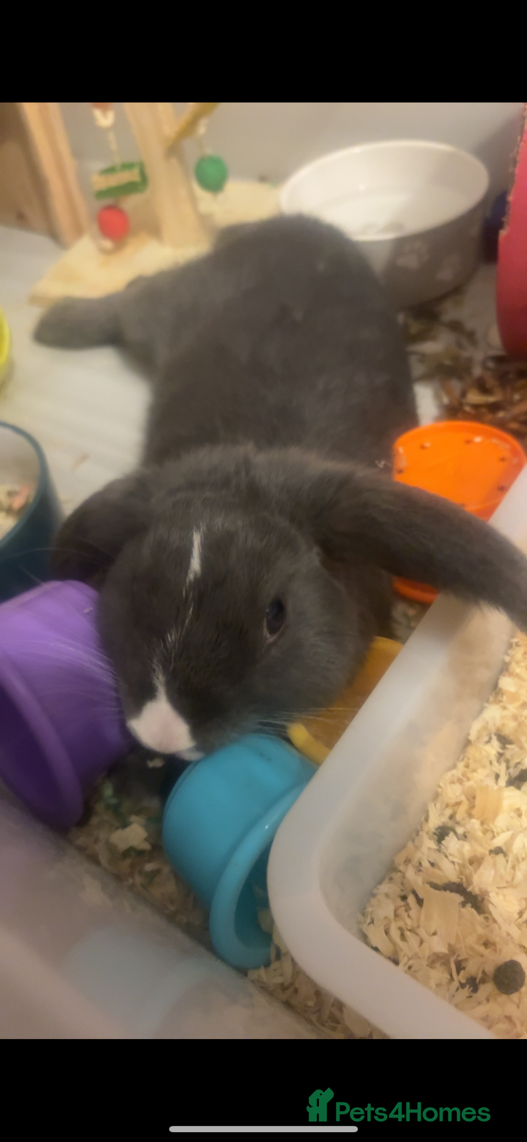 Siberian rabbits for sale: Rabbit (Benjamin) - Image 2