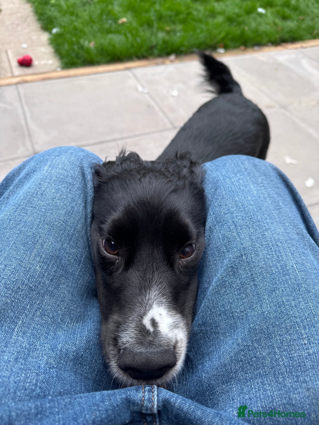 Cocker Spaniel dogs for sale: 1 year old male Cocker Spaniel.  - Image 7