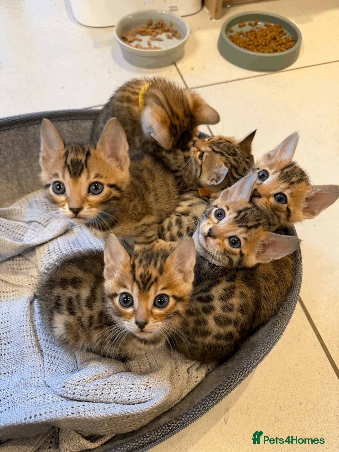 Bengal cats for sale: 🐾 Purebred Bengal Kittens for Sale 🐾 - Advert 2