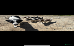 Border Collie dogs for sale:  2 border collie pups looking for new home🐶 - Image 3