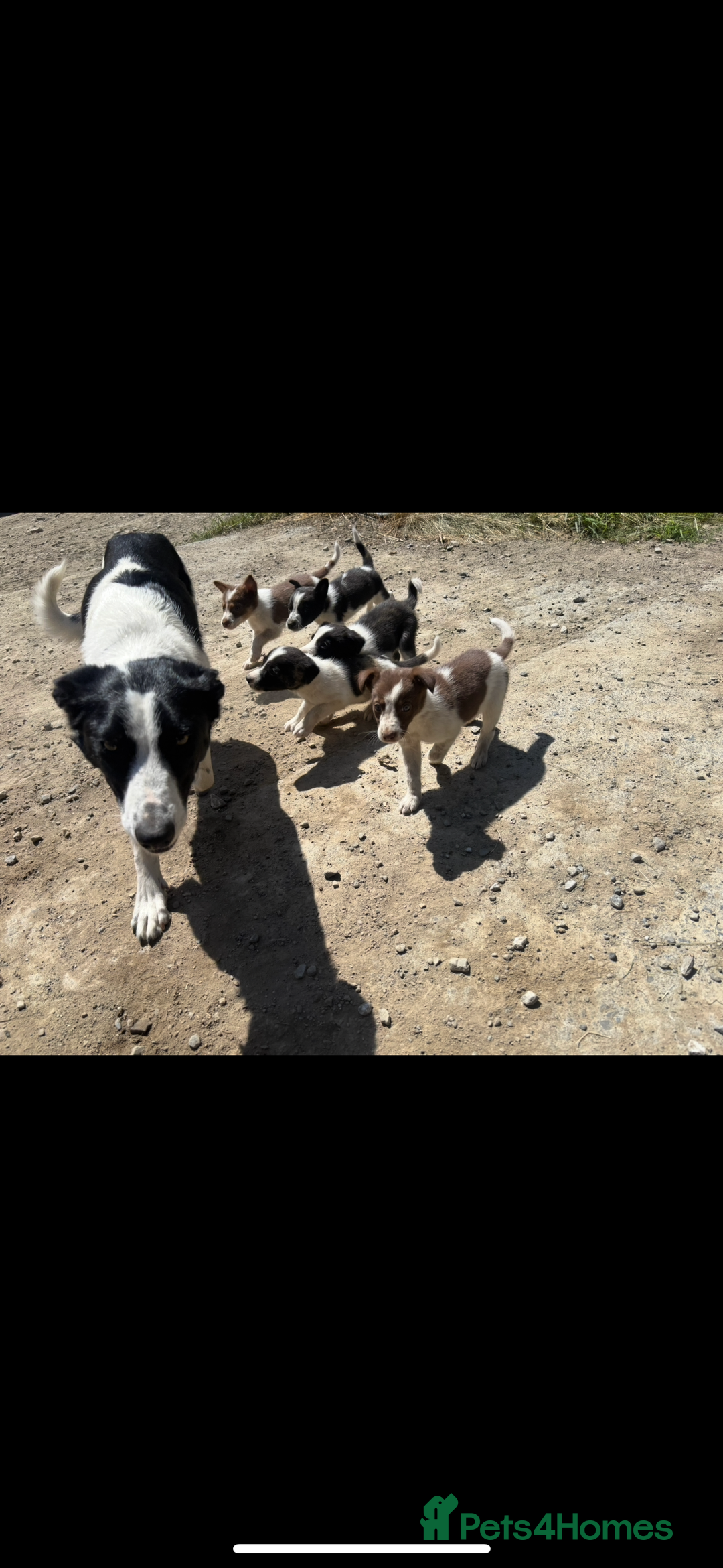 Border Collie dogs for sale:  2 border collie pups looking for new home🐶 - Image 3