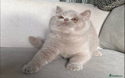 British Shorthair cats for sale: Lovely BSH  - Image 4