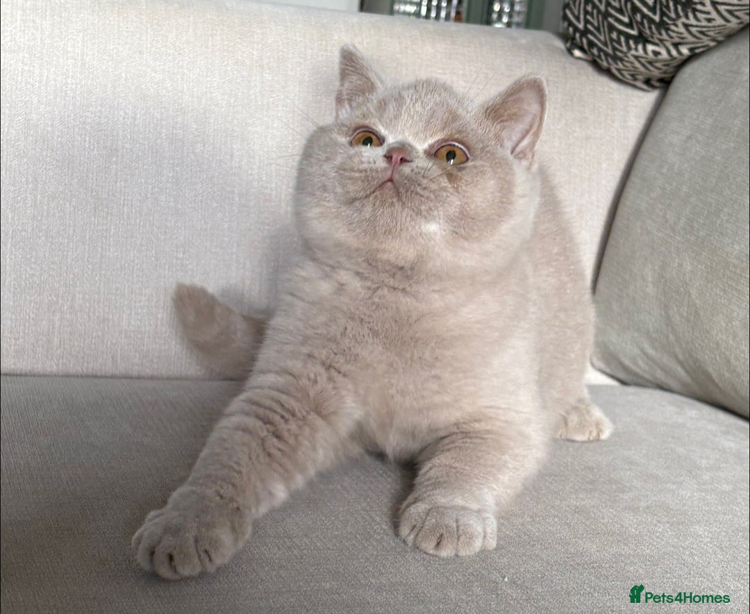 British Shorthair cats for sale: Lovely BSH  - Image 4