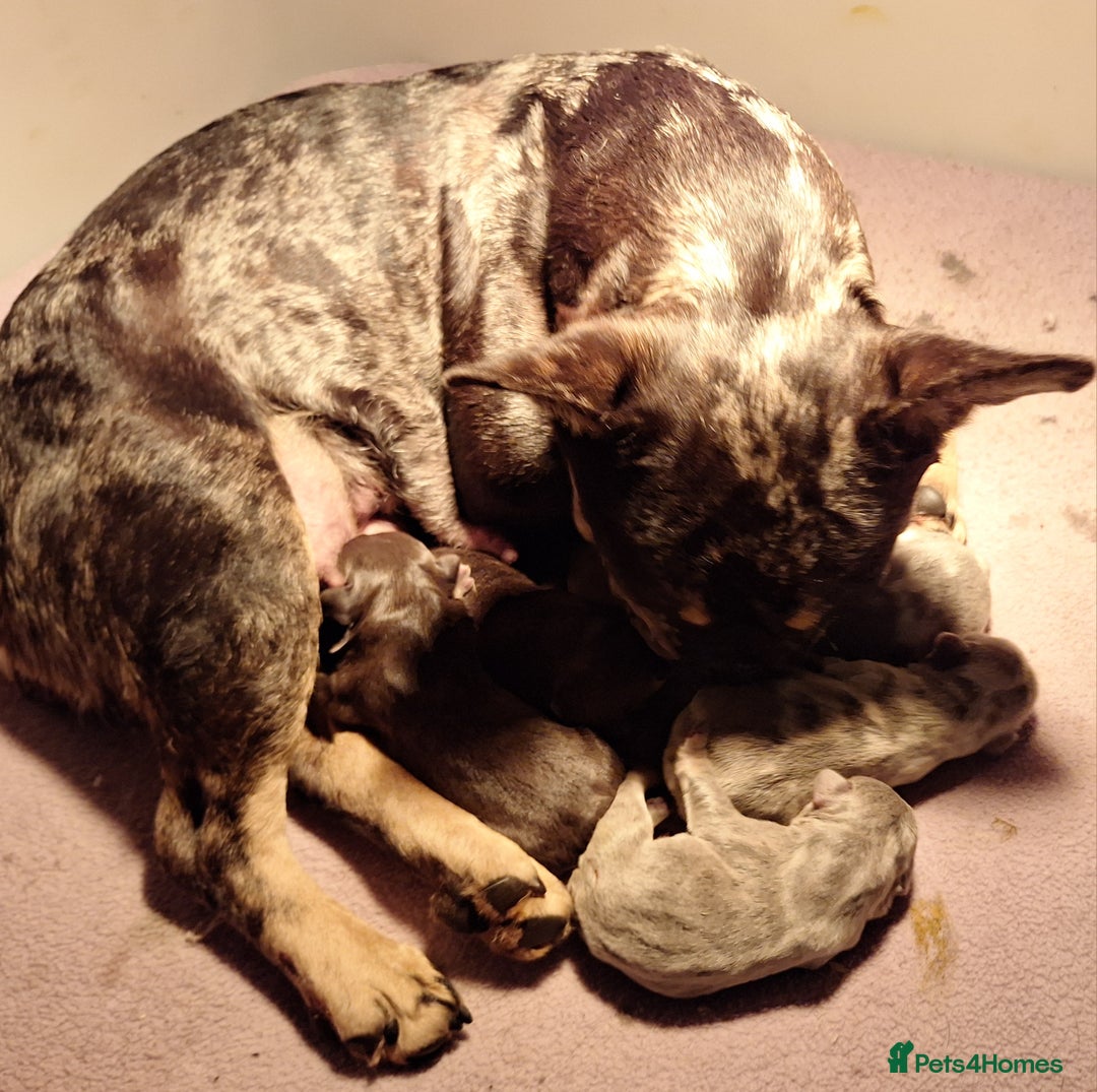 French Bulldog dogs for sale: Stunning French Bulldog Puppies  - Image 7